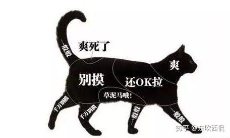 2,学会与猫咪正确沟通