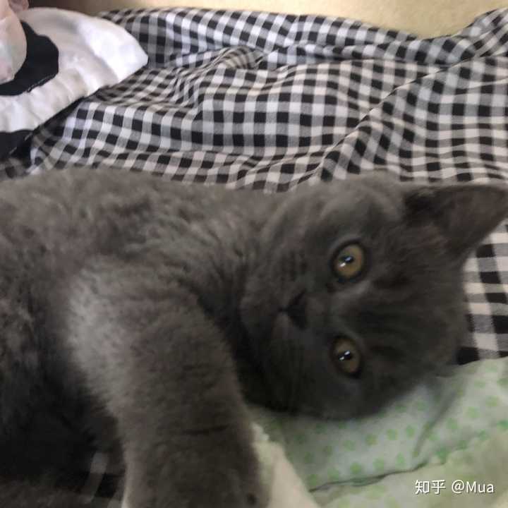 新手准备养蓝猫,是公猫好还是母猫好呢?