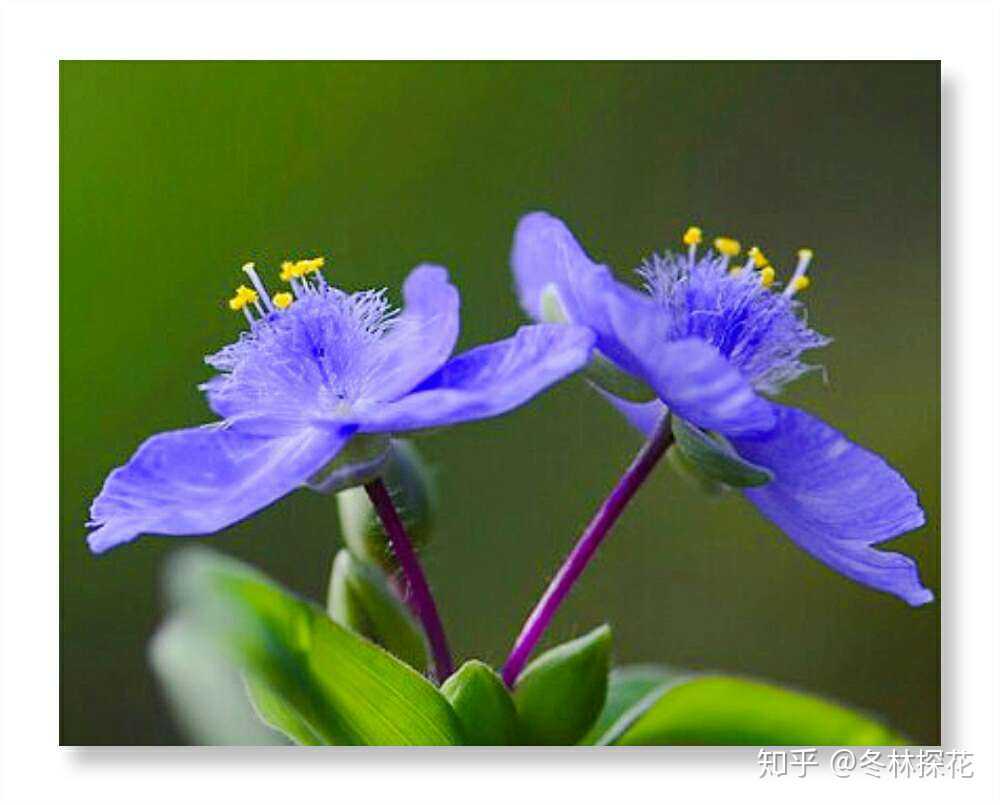 紫露花,8月15日的