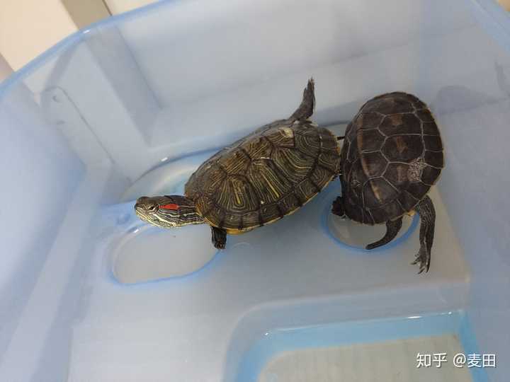 为什么乌龟会歪着头睡觉?