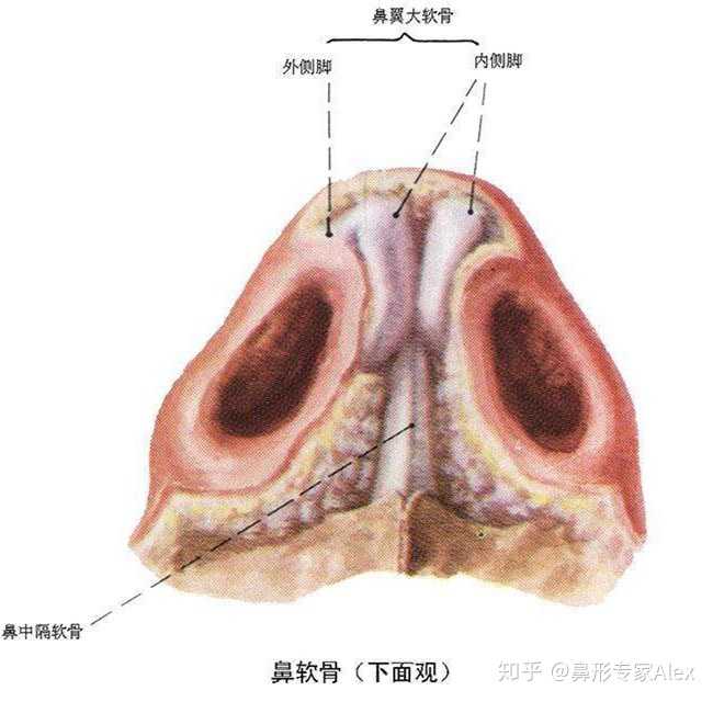 鼻中隔是什么?具体在哪儿?