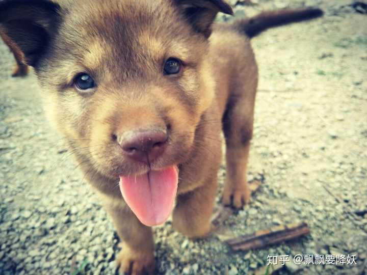 补充一些奶狗视频,品种是中华田园犬四眼铁包金