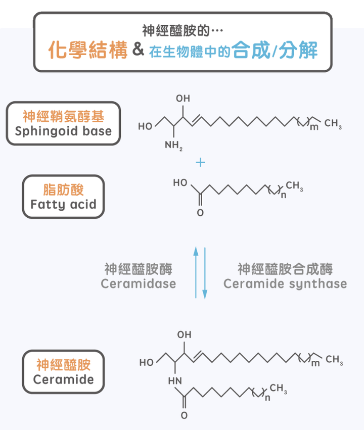 神经酰胺是什么