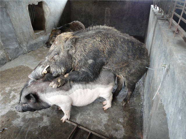 据说家猪放生会一年内野化成有獠牙的野猪,这是什么原理?