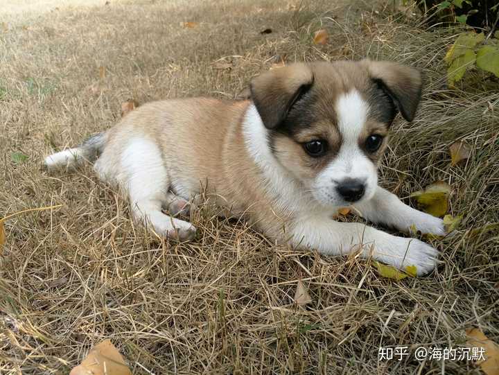 中华田园犬的颜值可以多高?