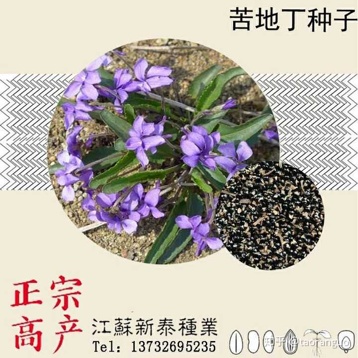 这样就是,图里植物是紫花地丁,种子是紫堇