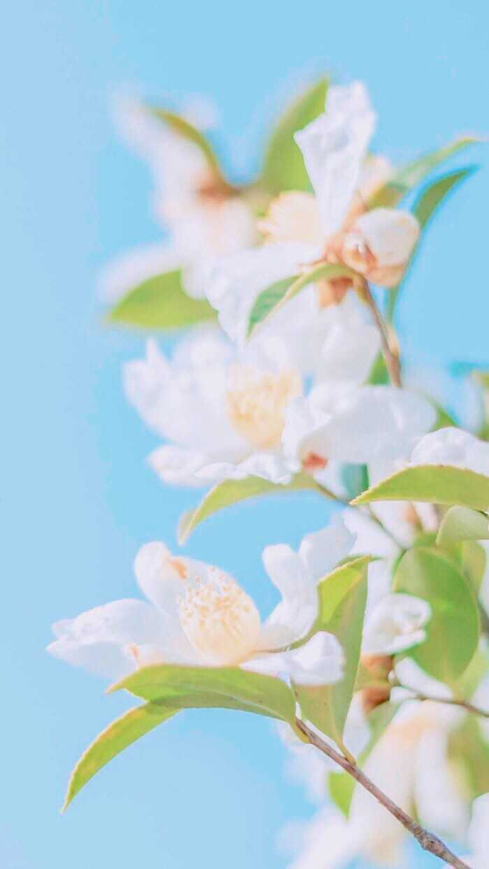 求一些文艺复古的花的壁纸.