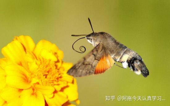 它跟蜜蜂一样在花丛中采蜜为食的,虹吸式口器很长很长,飞起来扑棱翅膀