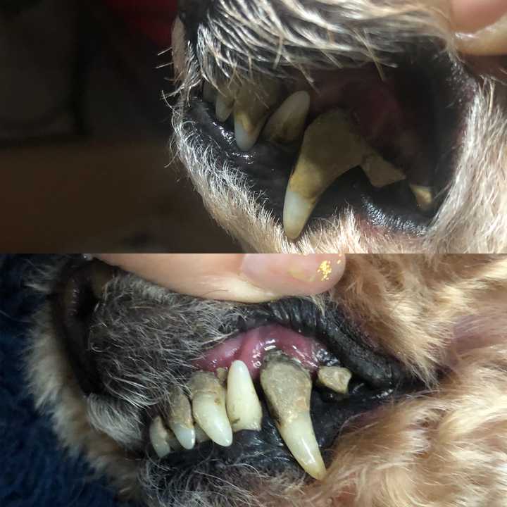 我家泰迪13岁,口腔问题很严重,牙掉了很多,剩下牙齿也有松动,牙结石很
