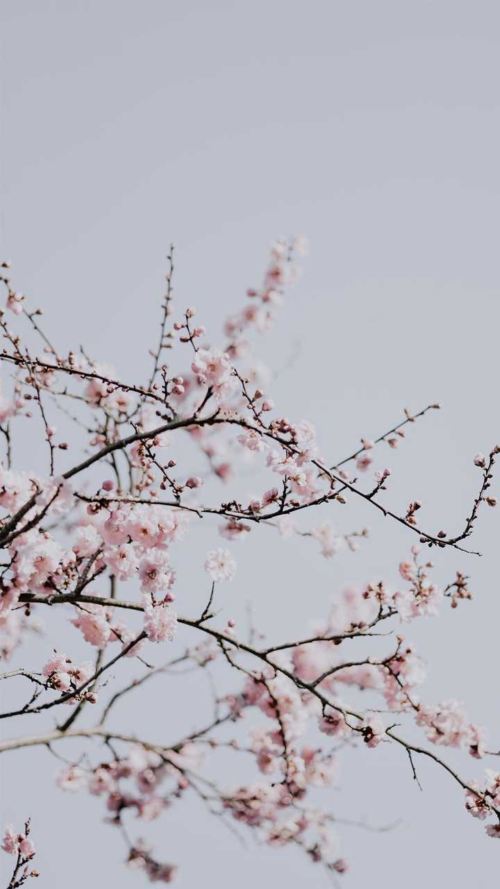 有哪些花朵主题的手机壁纸?