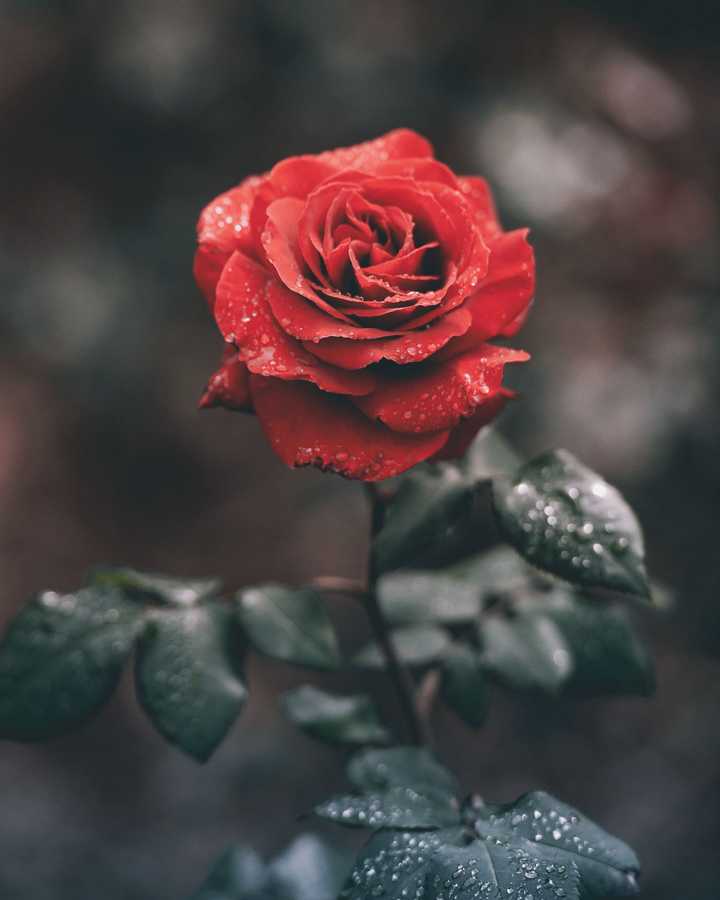 有什么好看有逼格的玫瑰花图片?