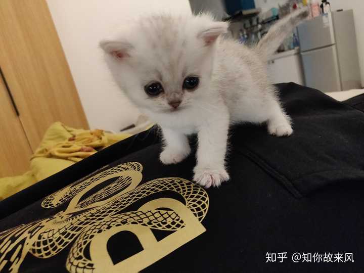 我家小猫是在一个多月的时候被我对象丧心病狂的抱回家的~我家现在有
