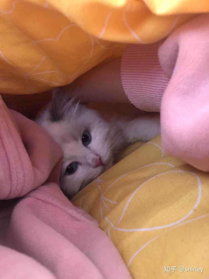 猫钻被窝里睡难道不闷吗?