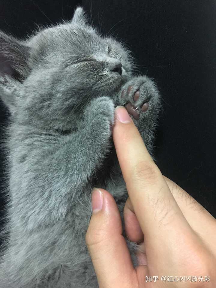 家里有只蓝猫是什么样的体验?