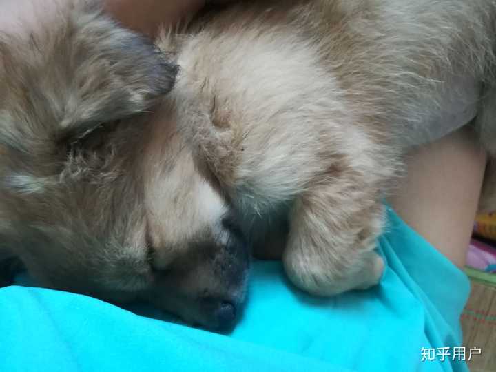 气的我贴着它耳朵大喊狗蛋,它也只是用眼神瞟我一下头都不抬