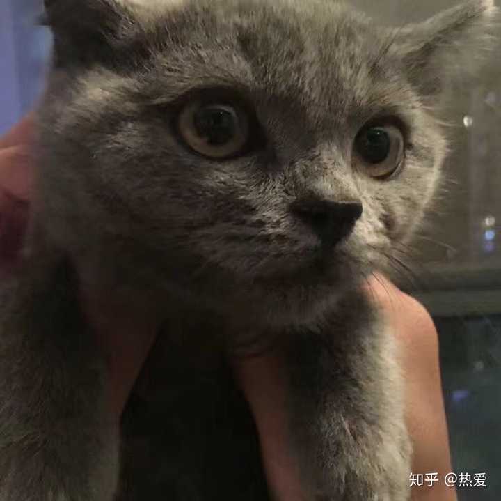 蓝猫的颜值可以有多高?