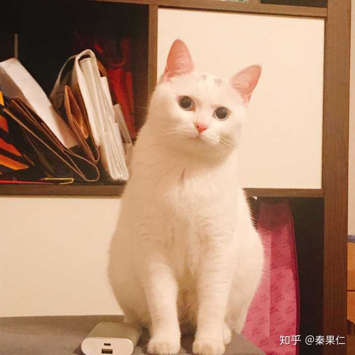 中华田园猫的颜值有多高?