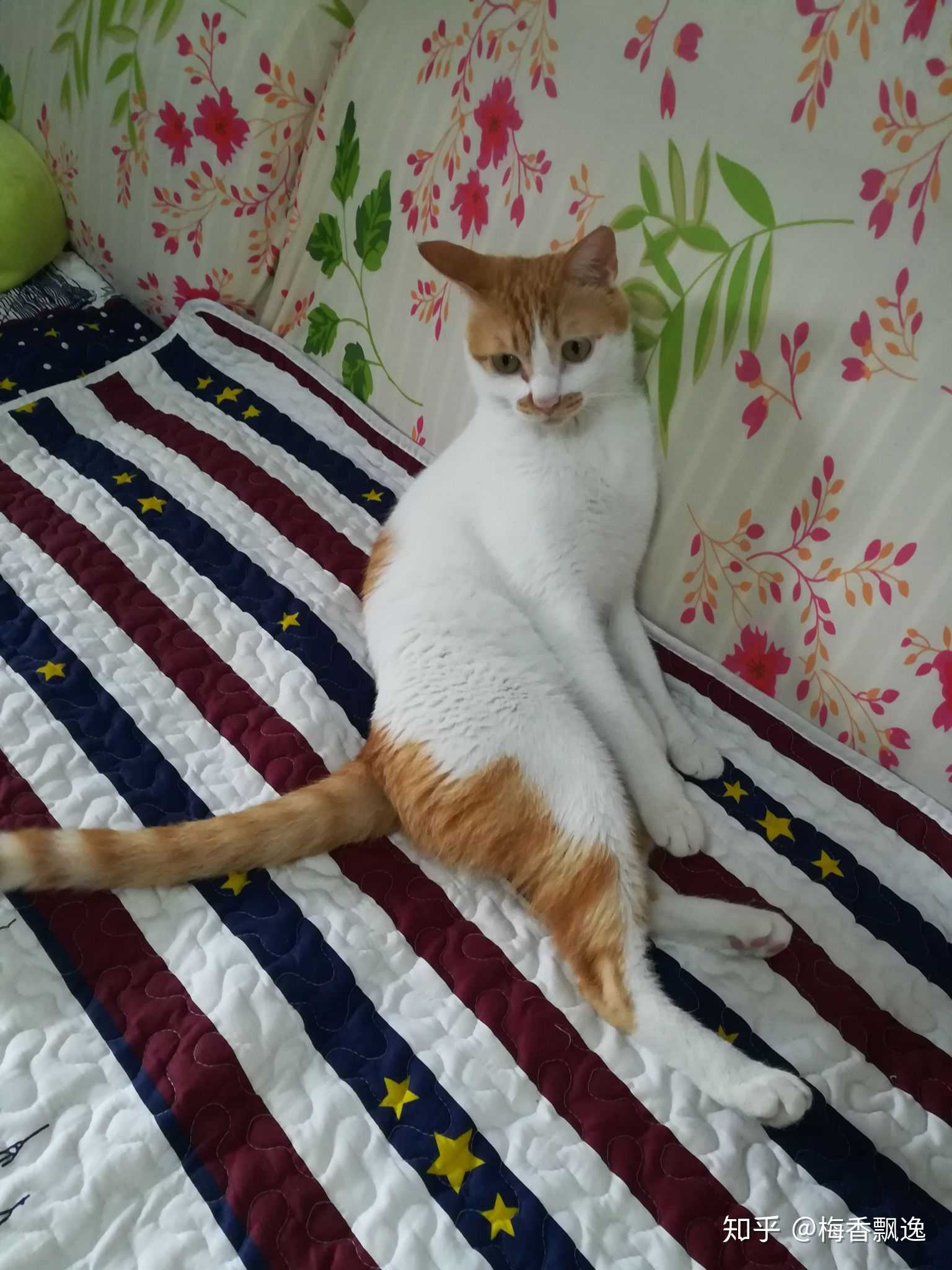 我家养了一只黄白相间的土猫,一直当宠物猫养,小时候还挺粘人的,但是