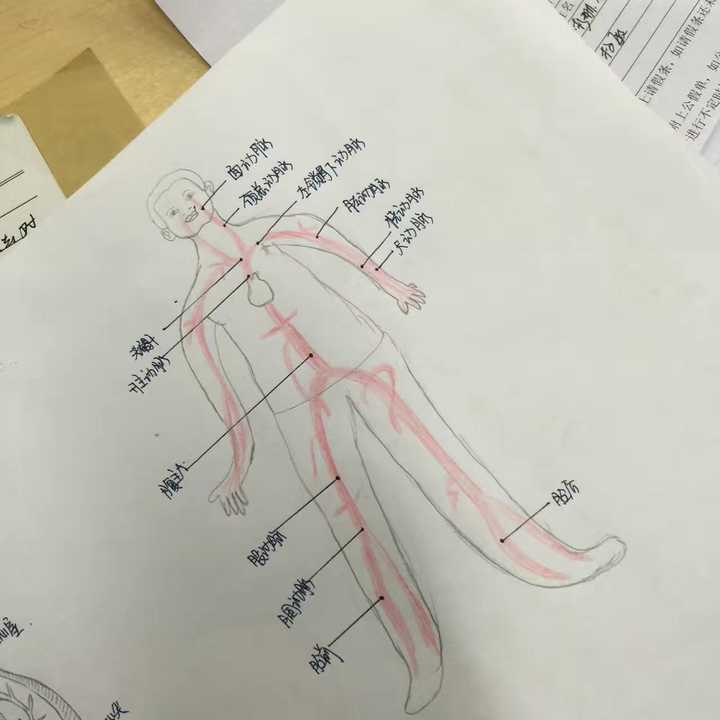人体动脉图