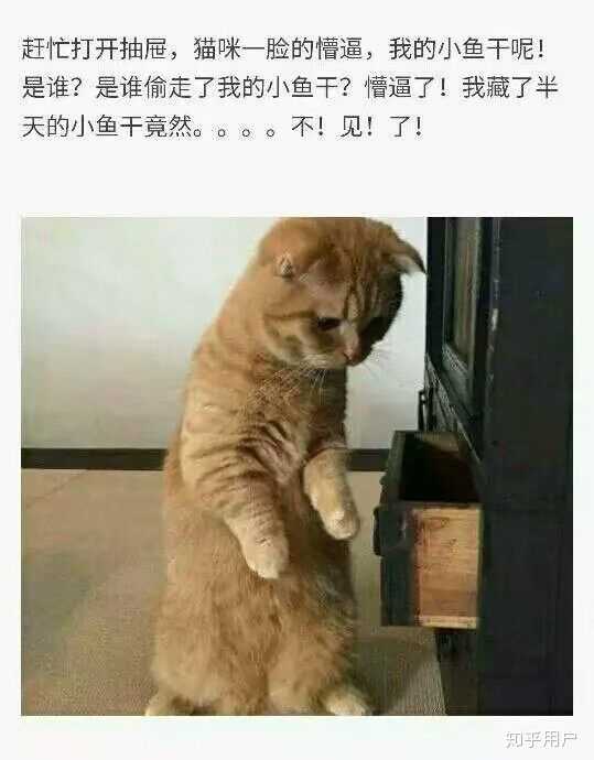 你的手机里有哪些猫咪搞笑图片?