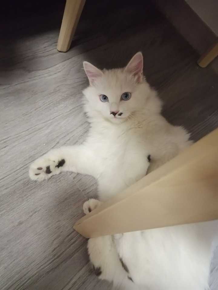 养品种猫和土猫的体验会有多大不同?