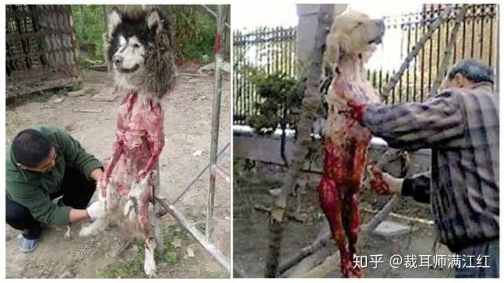 为什么有人坚信狗肉产业的肉源可以靠捕猎流浪狗甚至偷盗家犬来保障