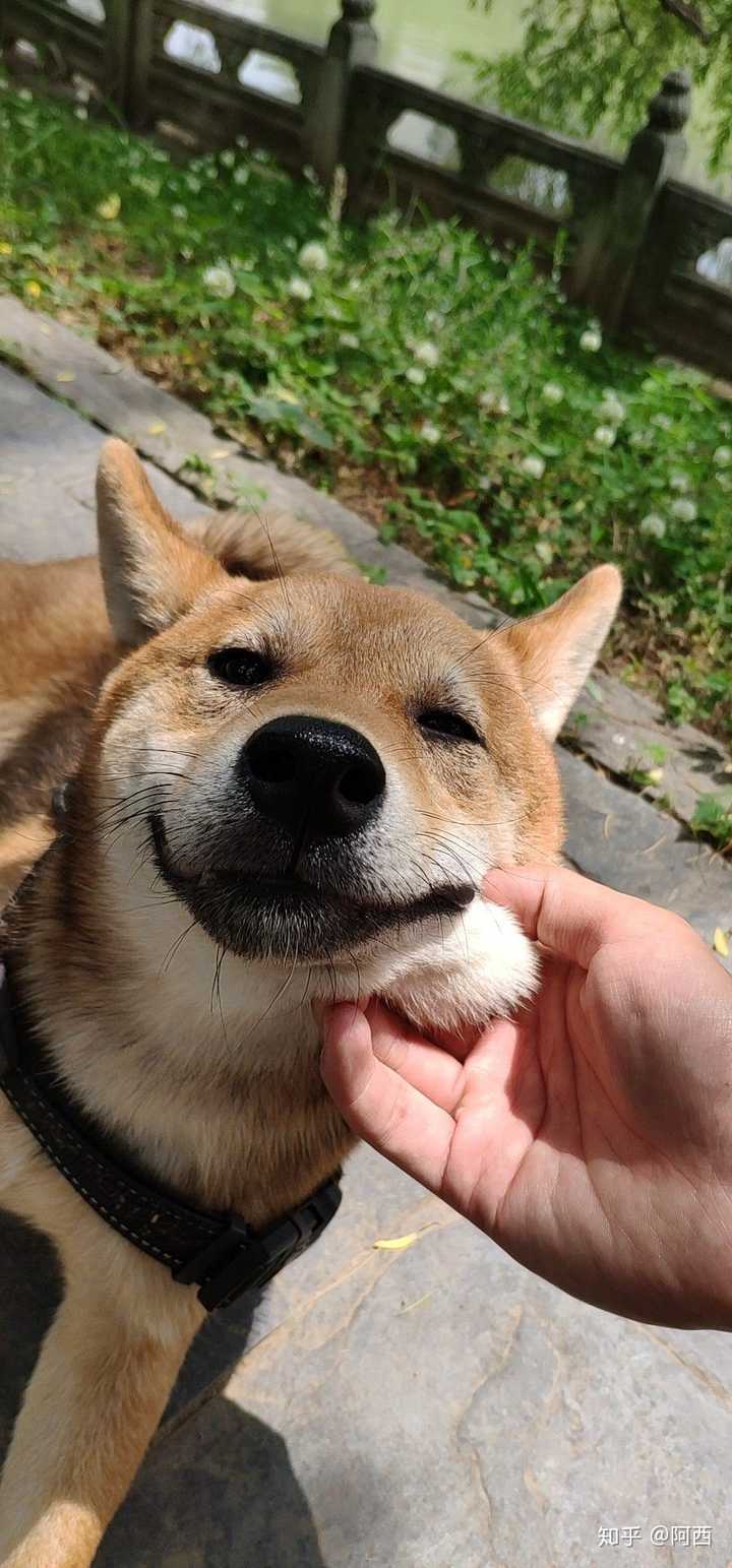 狗狗咧嘴真的是在笑吗?