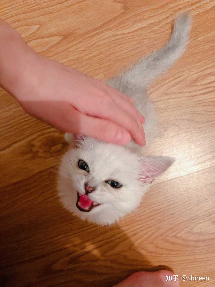 一只猫能可爱到什么程度?