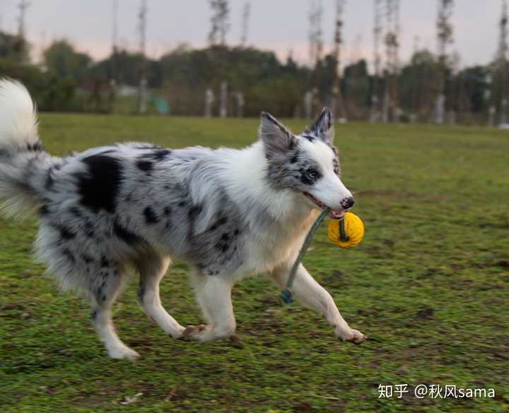 陨石边牧吃什么牌子狗粮合适?