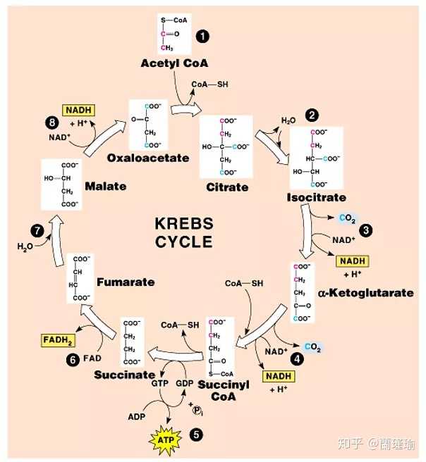 三羧酸循环(tca cycle)的脑洞故事