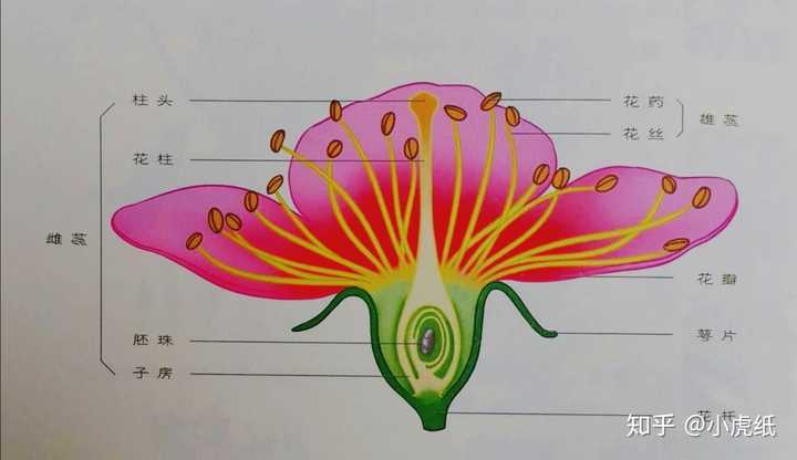 两性花的结构示意图,图片来源[1]