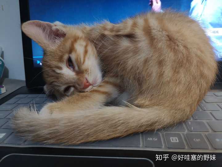 你见过最好看的橘猫长什么样?
