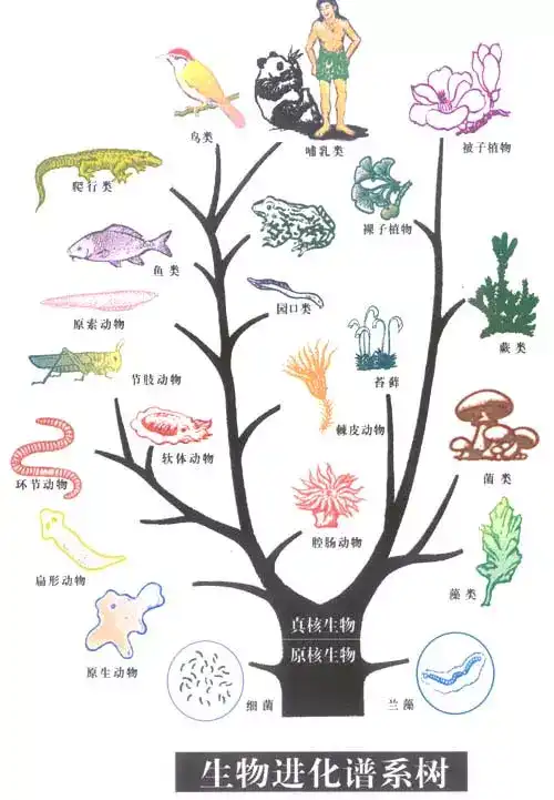 生物教案下载_课程标准新教案·生物八年级上_生物生命教育教案