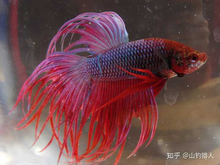 这是什么鱼啊请问