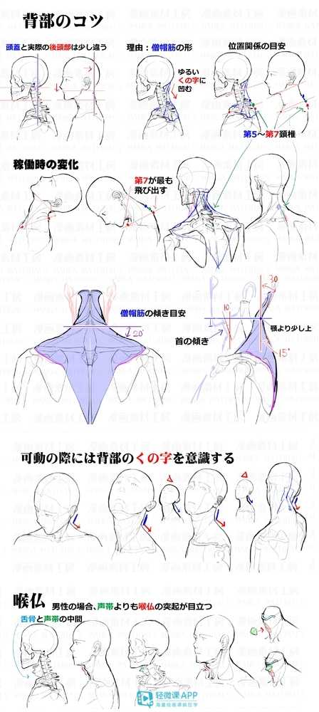 如何画好头颈肩的关系?