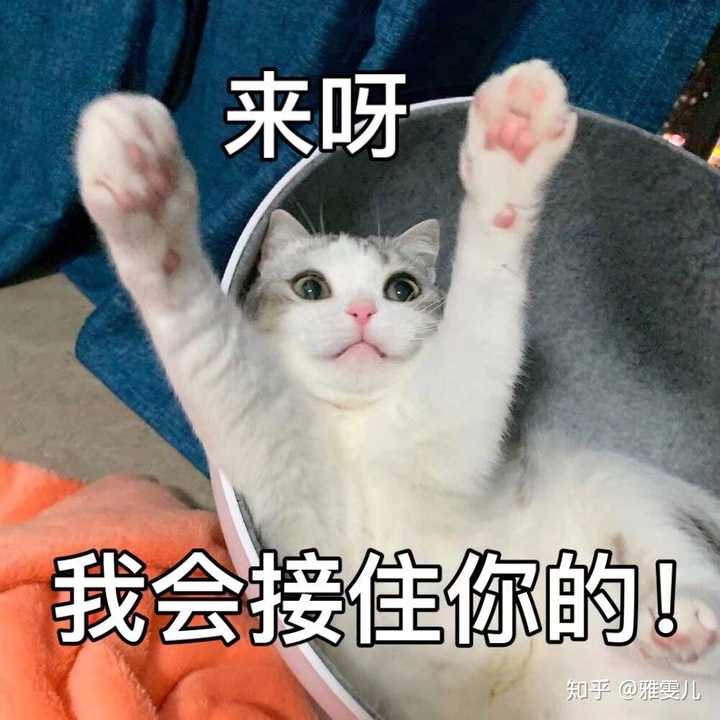 有哪些可爱到哭泣的猫咪图片或者表情包