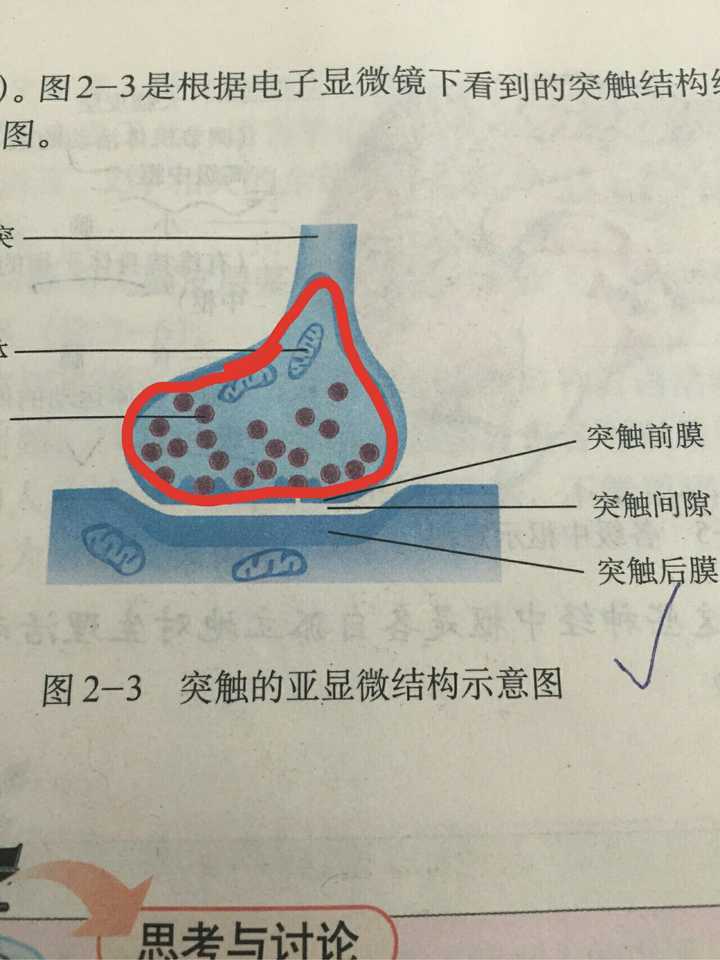 突触的结构这个深蓝色的线是干嘛的.