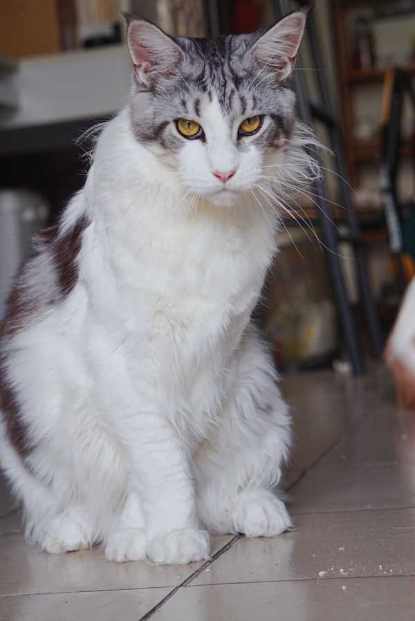 缅因猫最大可以长多大