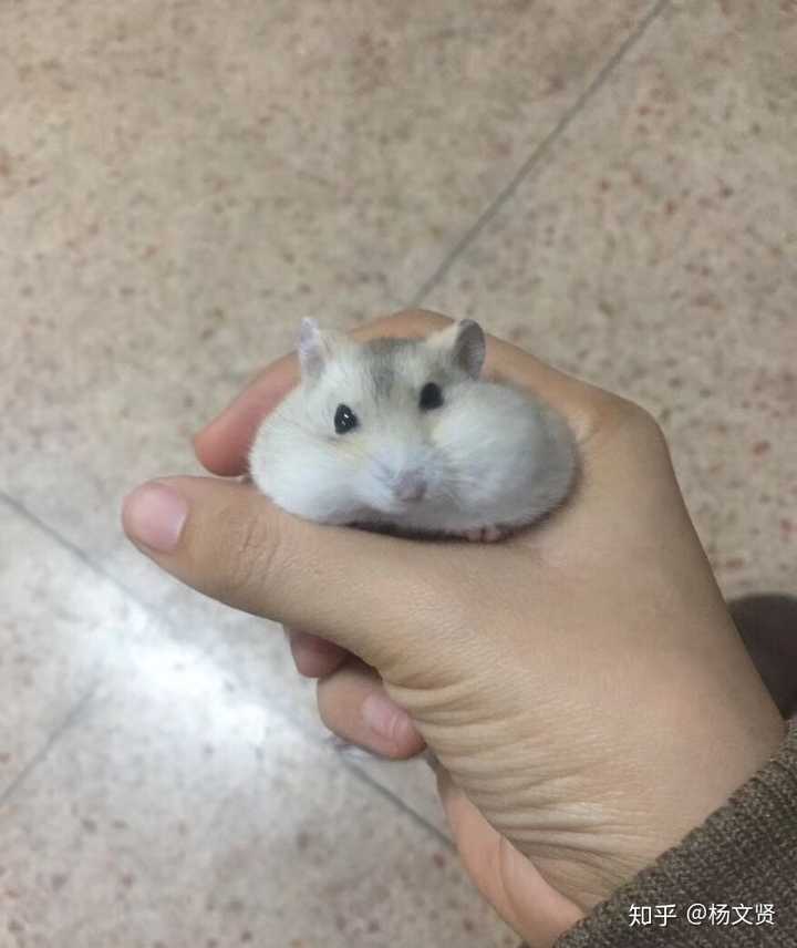 仓鼠会贮藏食品吗?