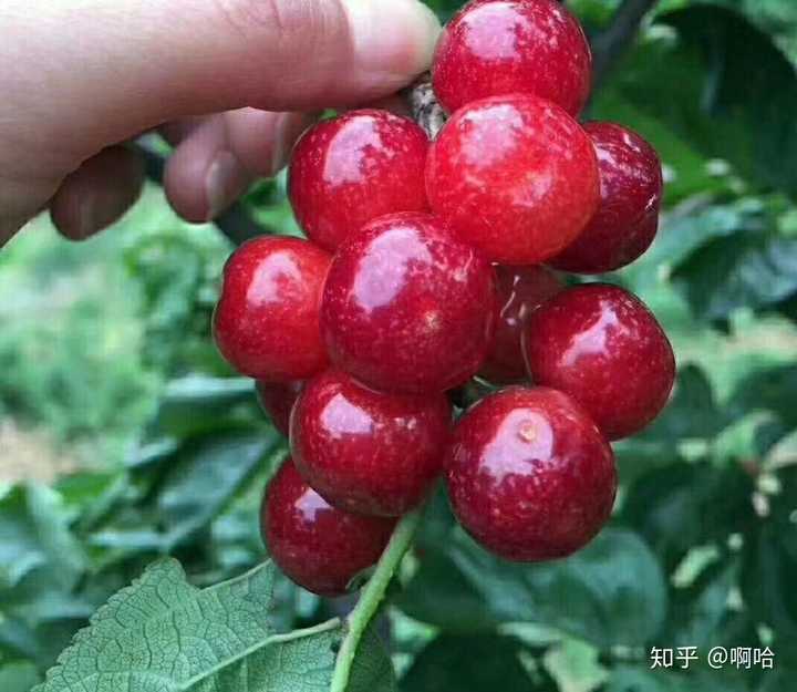 温带水果和蔬菜有哪些
