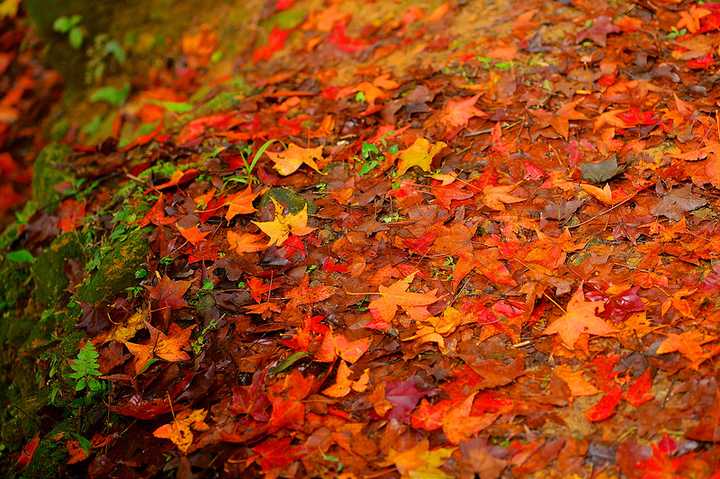 秋季有哪些美丽的变色落叶树?