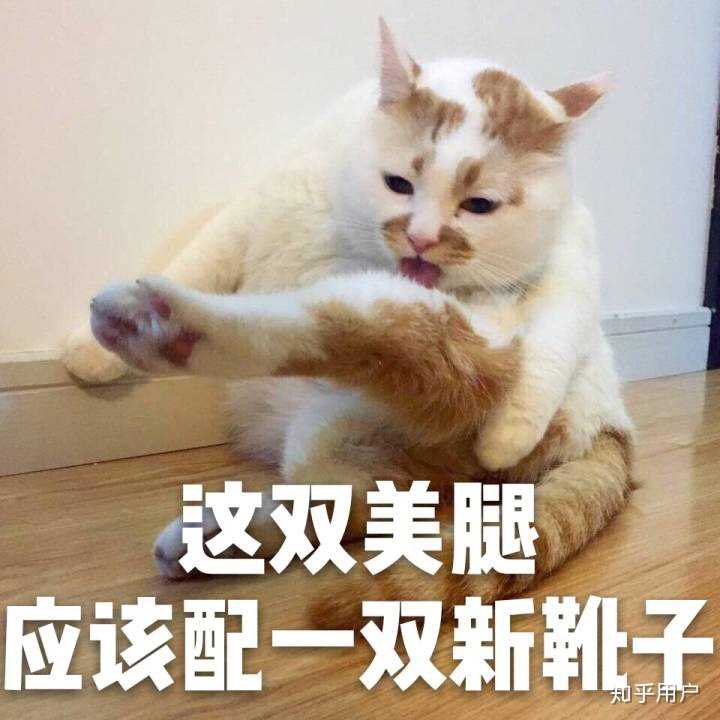 万能表情包?excuse me,当然要举爪我们可爱的楼楼小猫咪了.