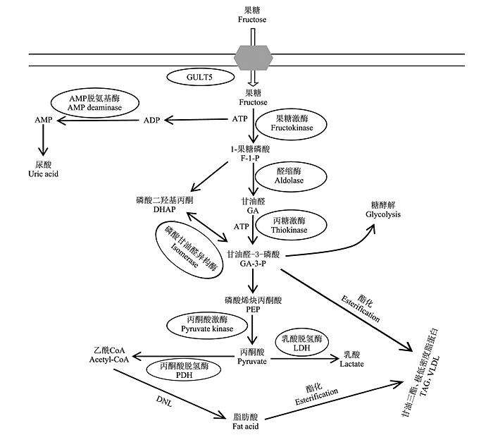 来看一下果糖在体内代谢的路径.