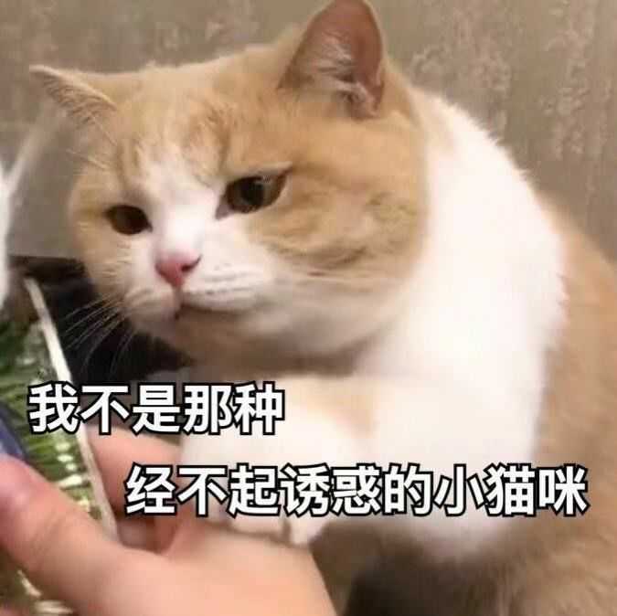 大家,有没有猫的沙雕表情包?