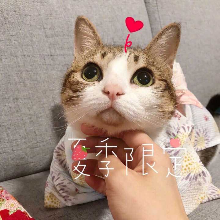 这个表情包的猫叫啥?
