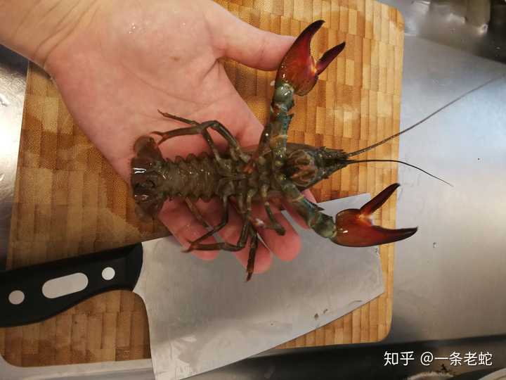 螯巨大,夹人疼痛程度和克氏原螯虾不是一个级别.
