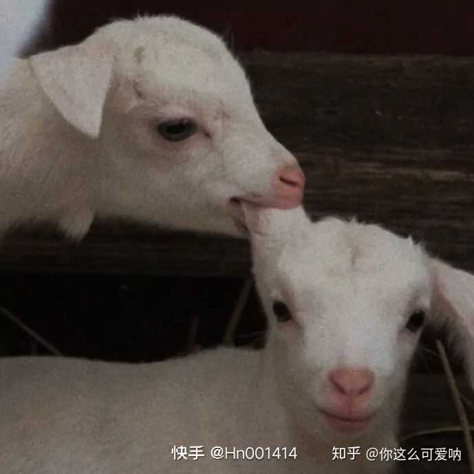 有哪些适合女生微信使用的头像?