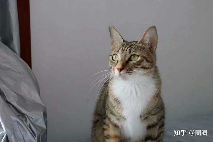 土猫(田园猫)真的没品种猫好看吗?