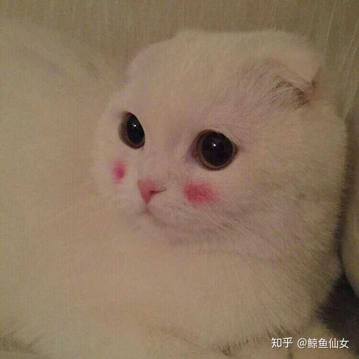 有没有什么可爱的微信头像?