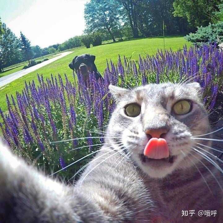 有哪些好看的动物头像?